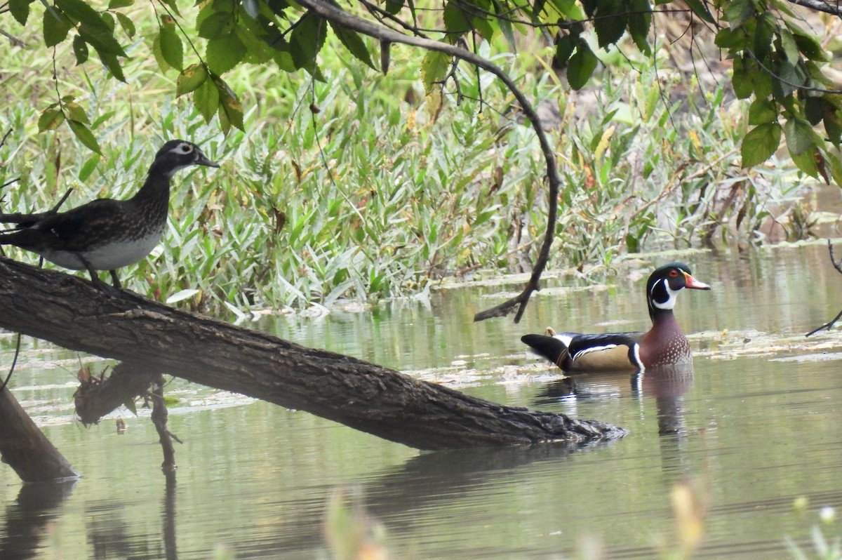 Wood Duck - ML610297366