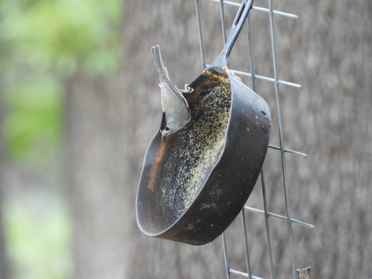Black-crested Titmouse - ML610297398