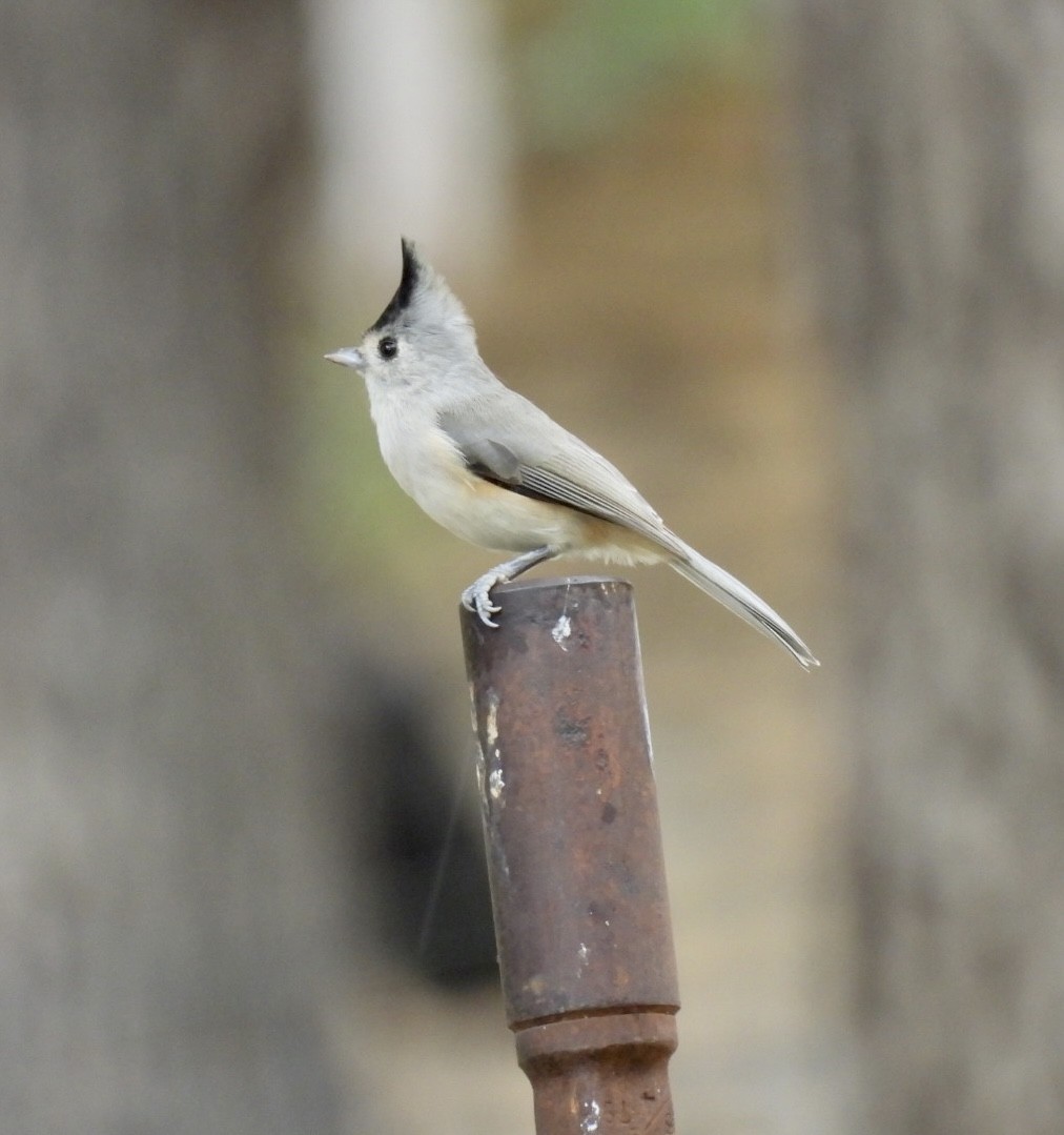 Black-crested Titmouse - ML610297399