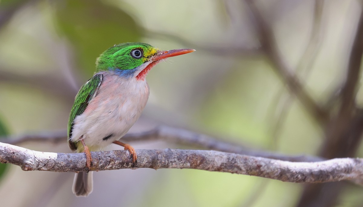 Cuban Tody - ML610297497