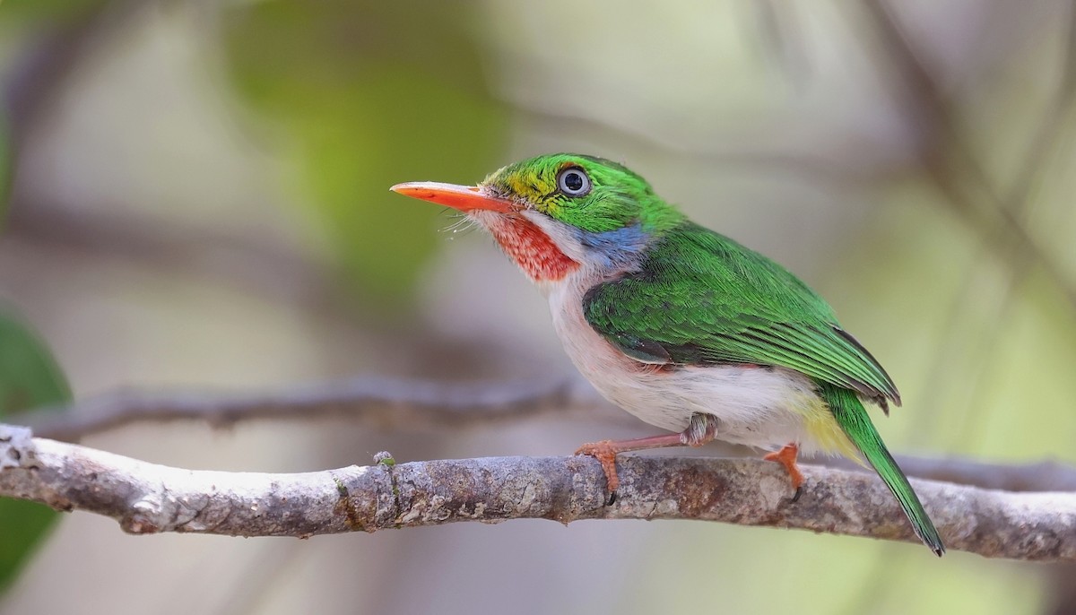 Cuban Tody - ML610297499