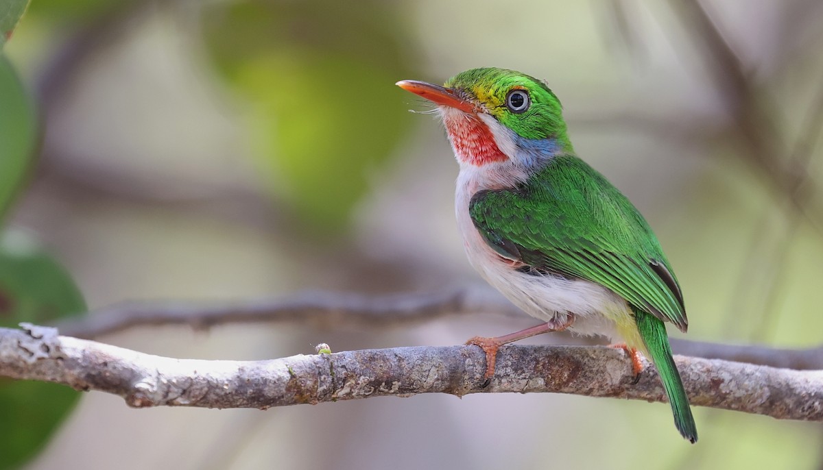 Cuban Tody - Pavel Parkhaev