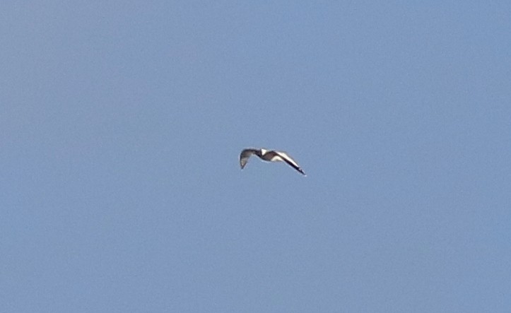 Sabine's Gull - ML610297514