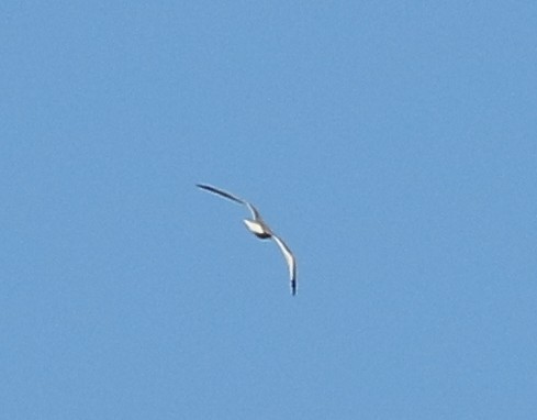 Sabine's Gull - Alexandre Anctil