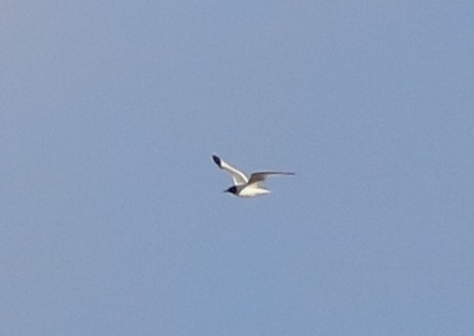 Sabine's Gull - ML610297516