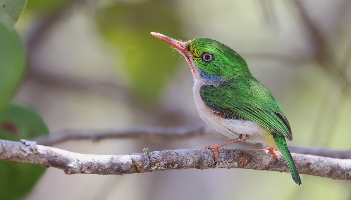 Cuban Tody - ML610297524