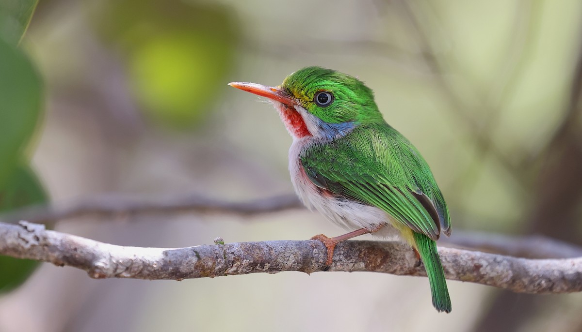 Cuban Tody - ML610297525