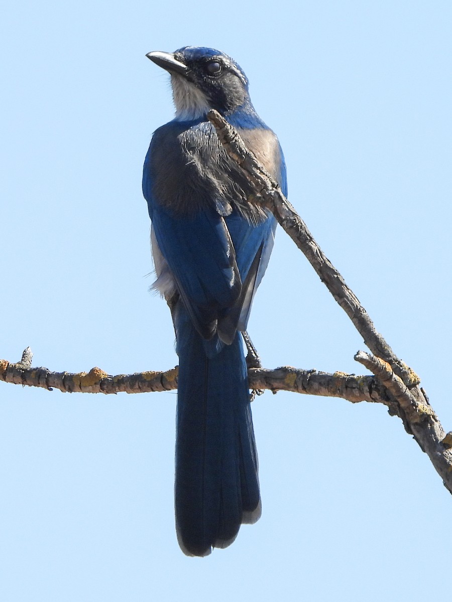 California Scrub-Jay - Susan Tenney