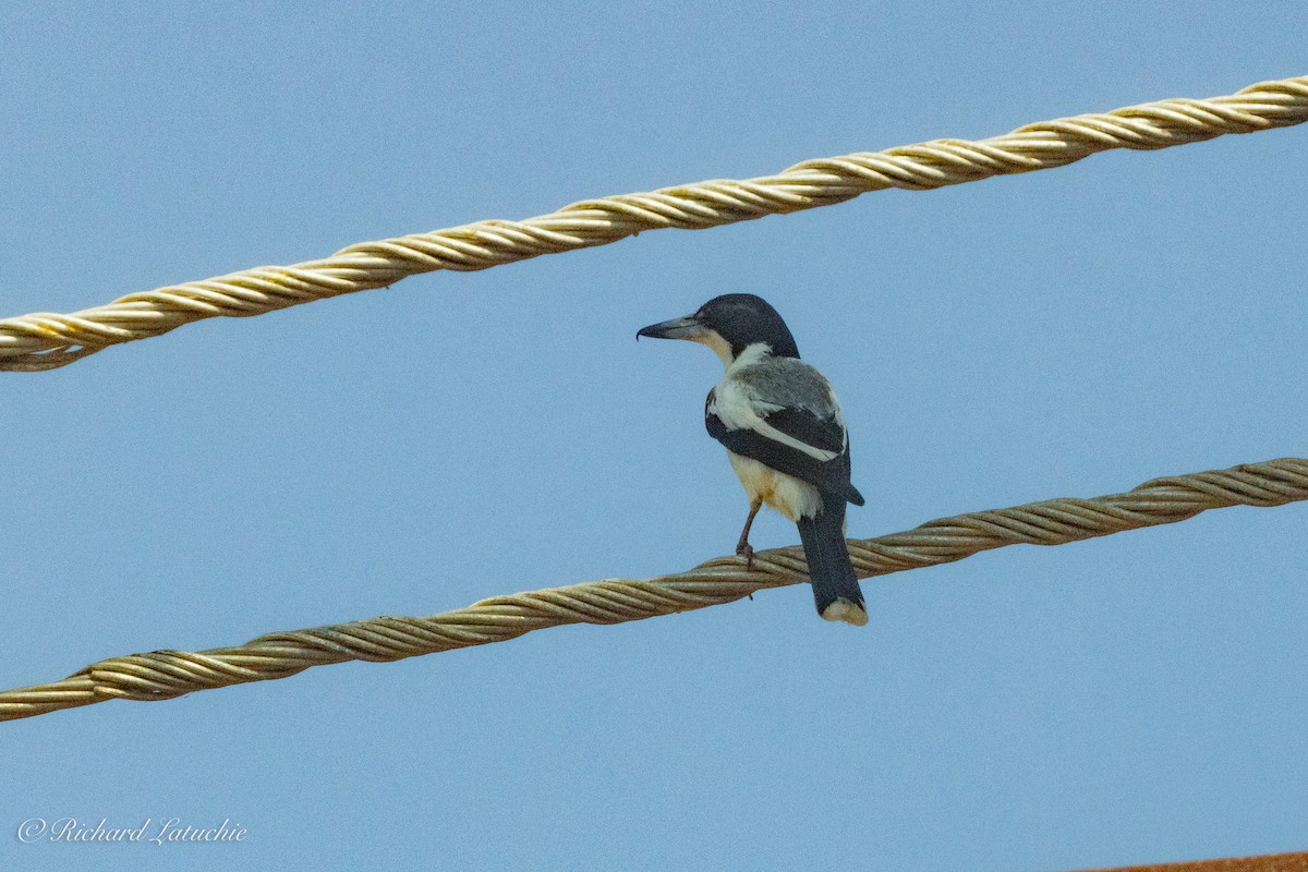 Silver-backed Butcherbird - Richard Latuchie