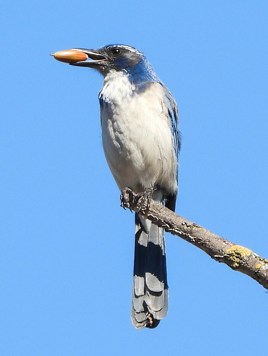 California Scrub-Jay - ML610297573