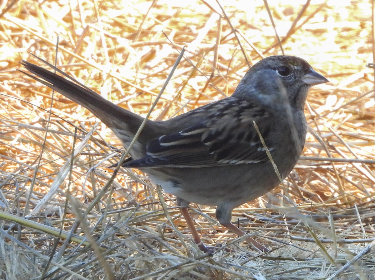 Golden-crowned Sparrow - Susan Tenney