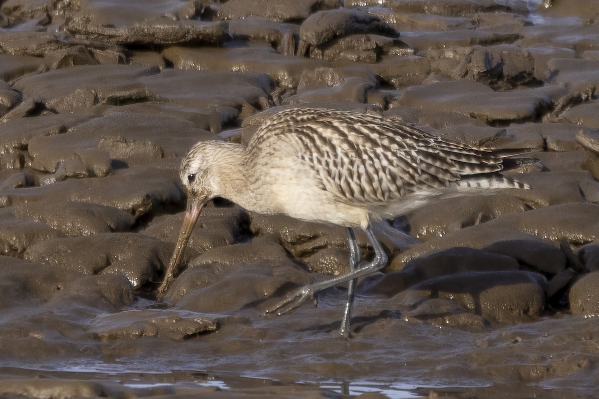 Bar-tailed Godwit - Shifaan Thowfeequ