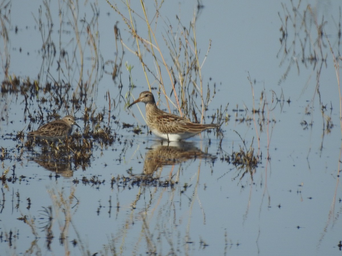 Graubrust-Strandläufer - ML610297782