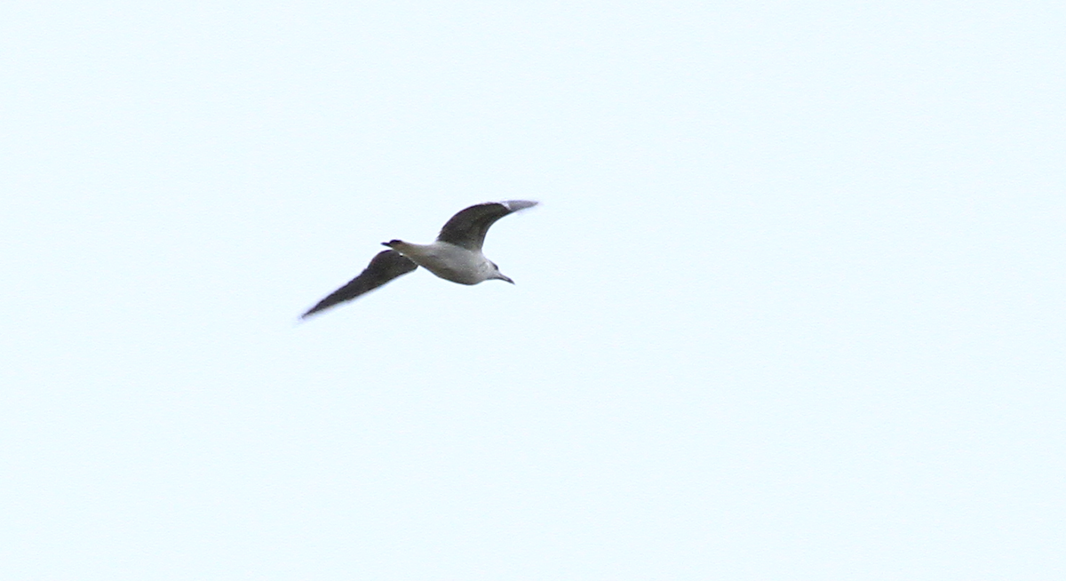 Lesser Black-backed Gull - ML610297821