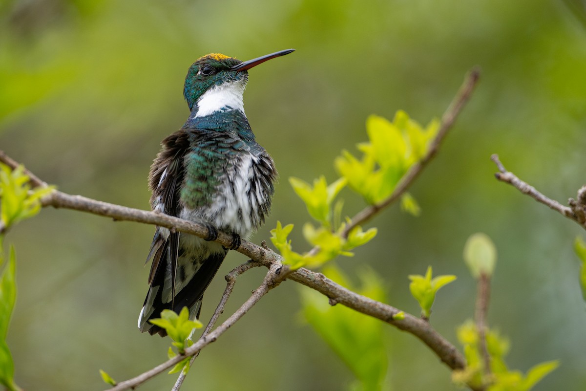 White-throated Hummingbird - Fernando Saravia