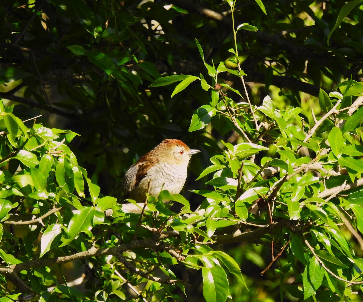 Rufous-capped Antshrike - Liliana Perera