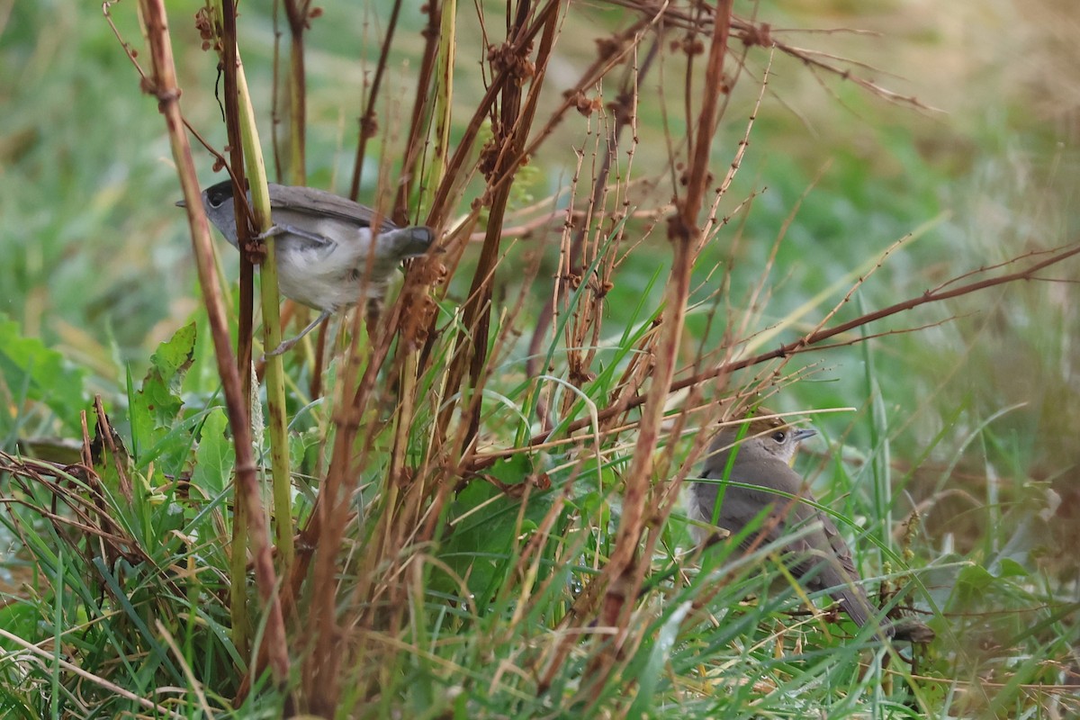 Eurasian Blackcap - ML610297890