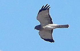 Northern Harrier - ML610297897