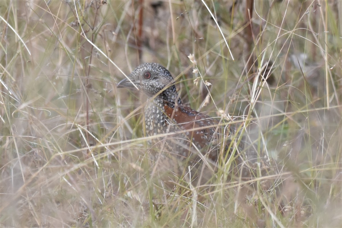 Painted Buttonquail - ML610298014