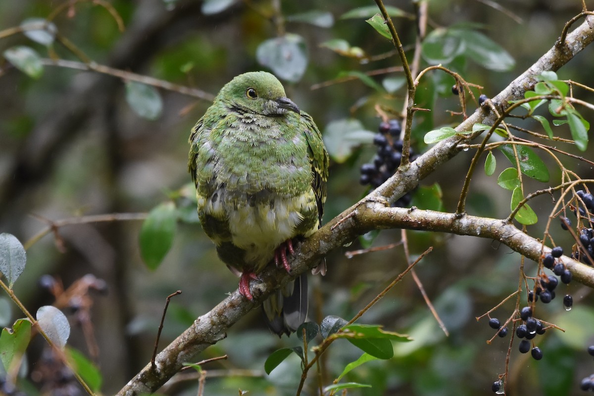 Superb Fruit-Dove - ML610298053