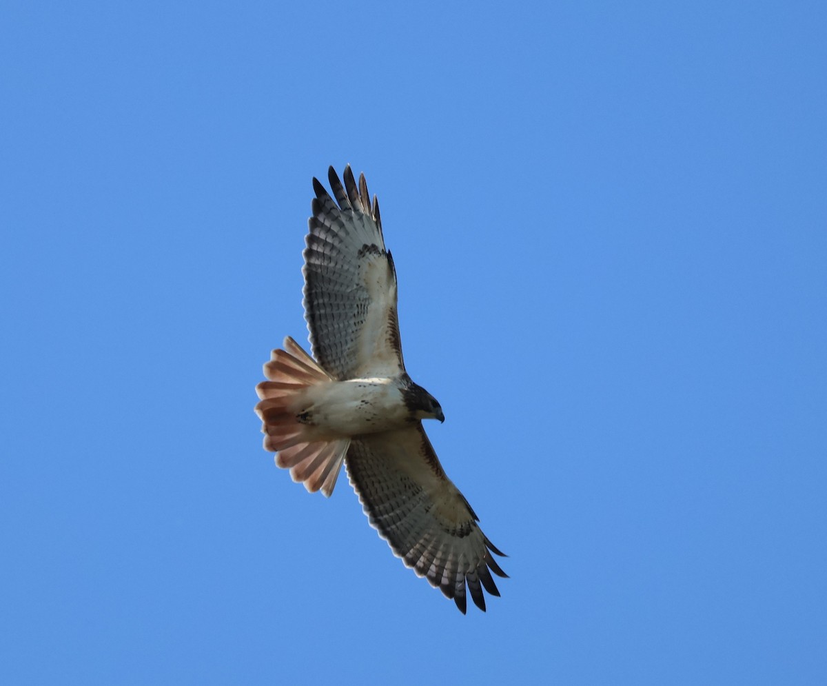 Red-tailed Hawk - Santo A. Locasto