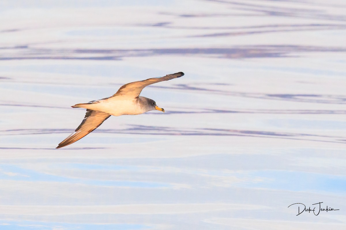 Cory's Shearwater (Scopoli's) - ML610298084