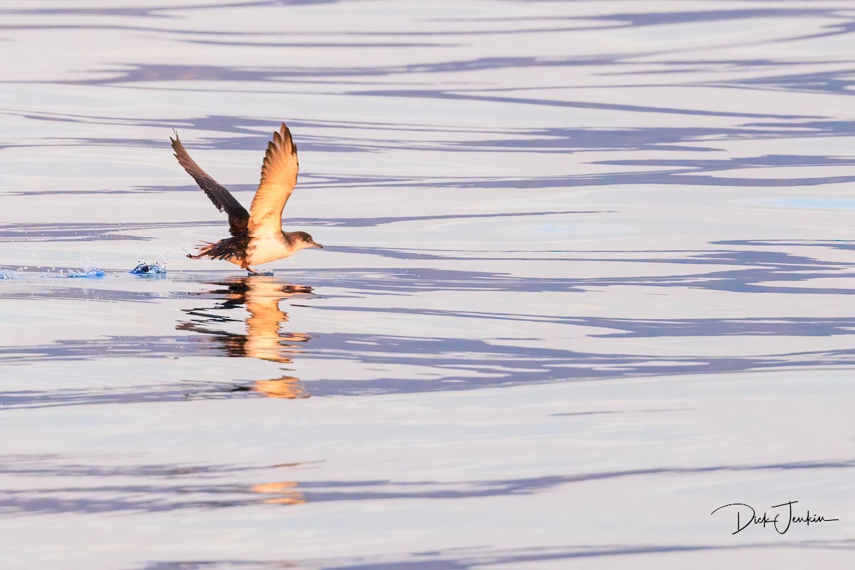 Yelkouan Shearwater - ML610298103