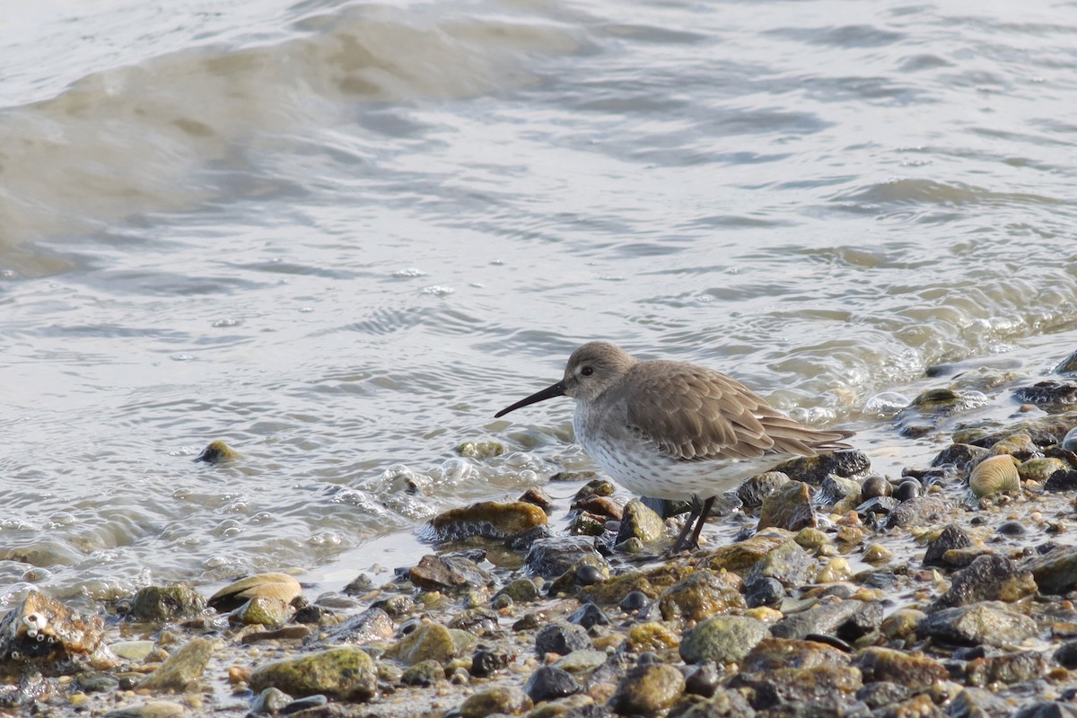 Dunlin - ML610298138