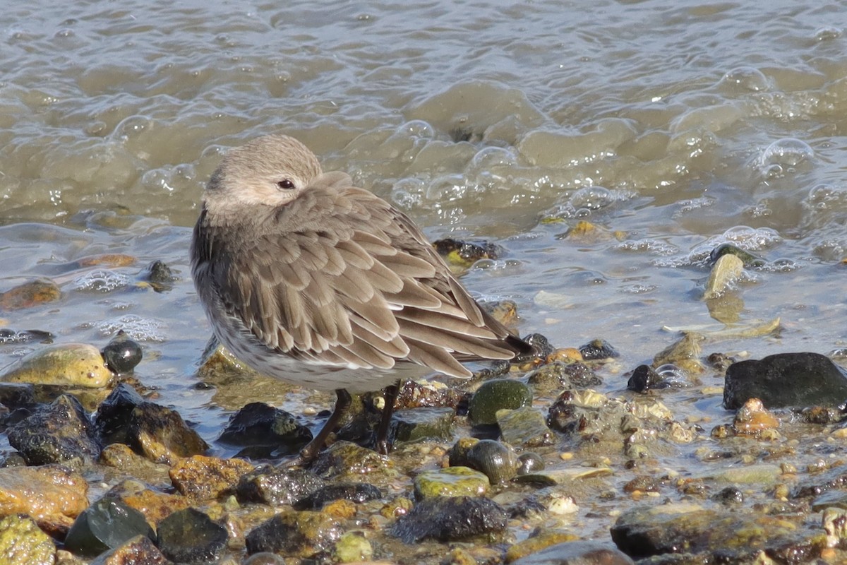 Dunlin - ML610298139