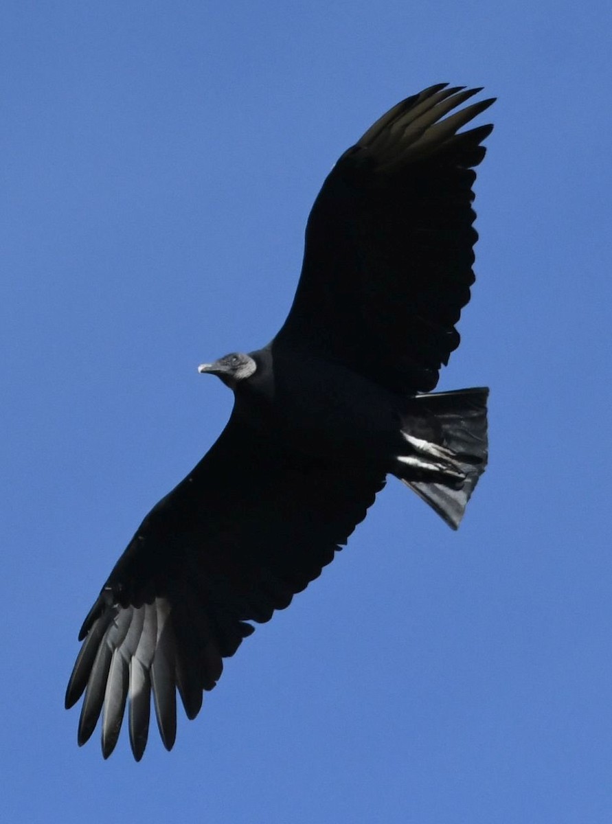 Black Vulture - ML610298183