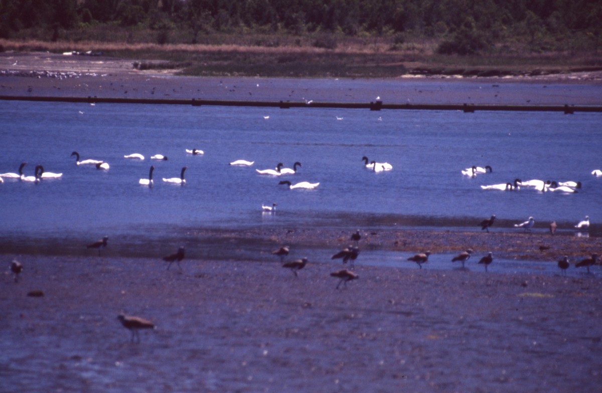 Black-necked Swan - Oscar David Solano