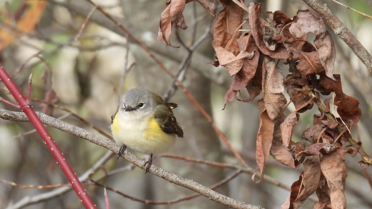 American Redstart - ML610298217