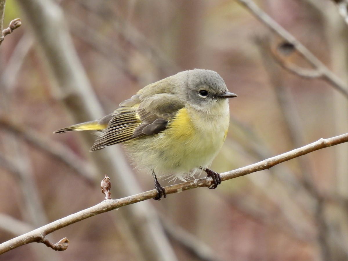 American Redstart - ML610298218