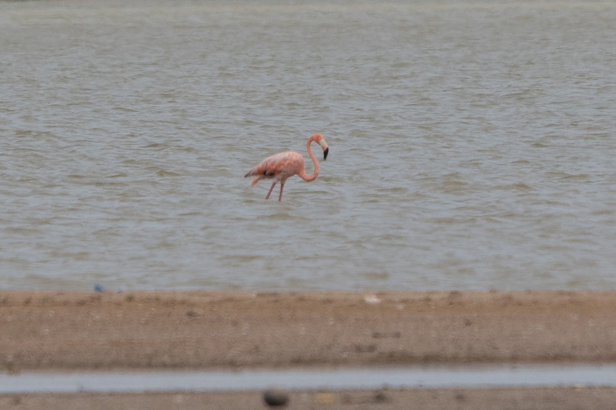 American Flamingo - ML610298283