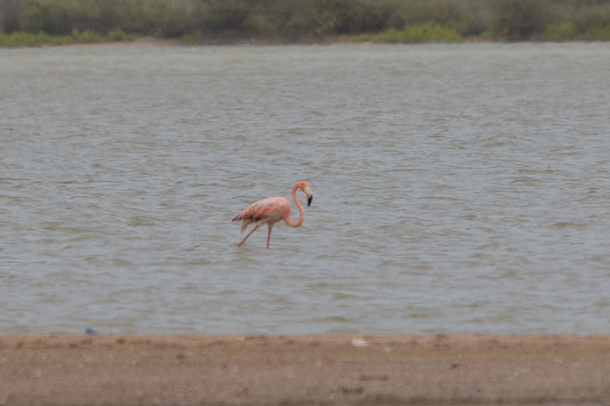 American Flamingo - ML610298284