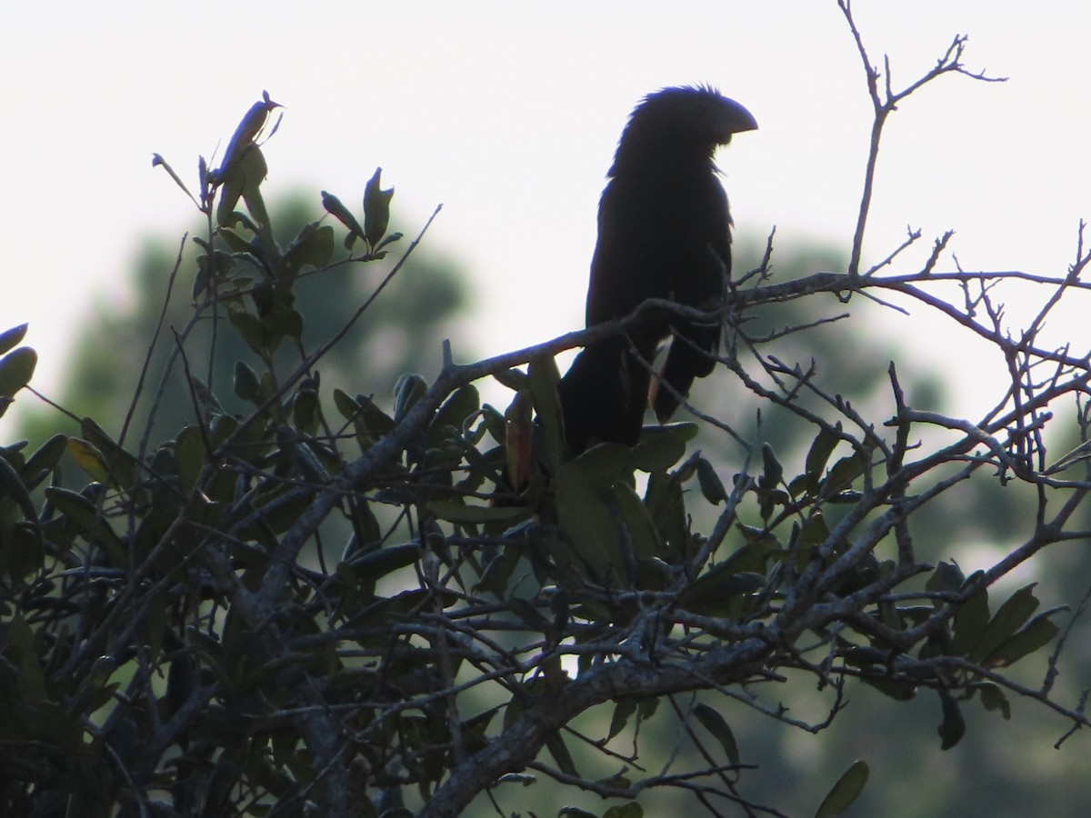 Groove-billed Ani - ML610298293