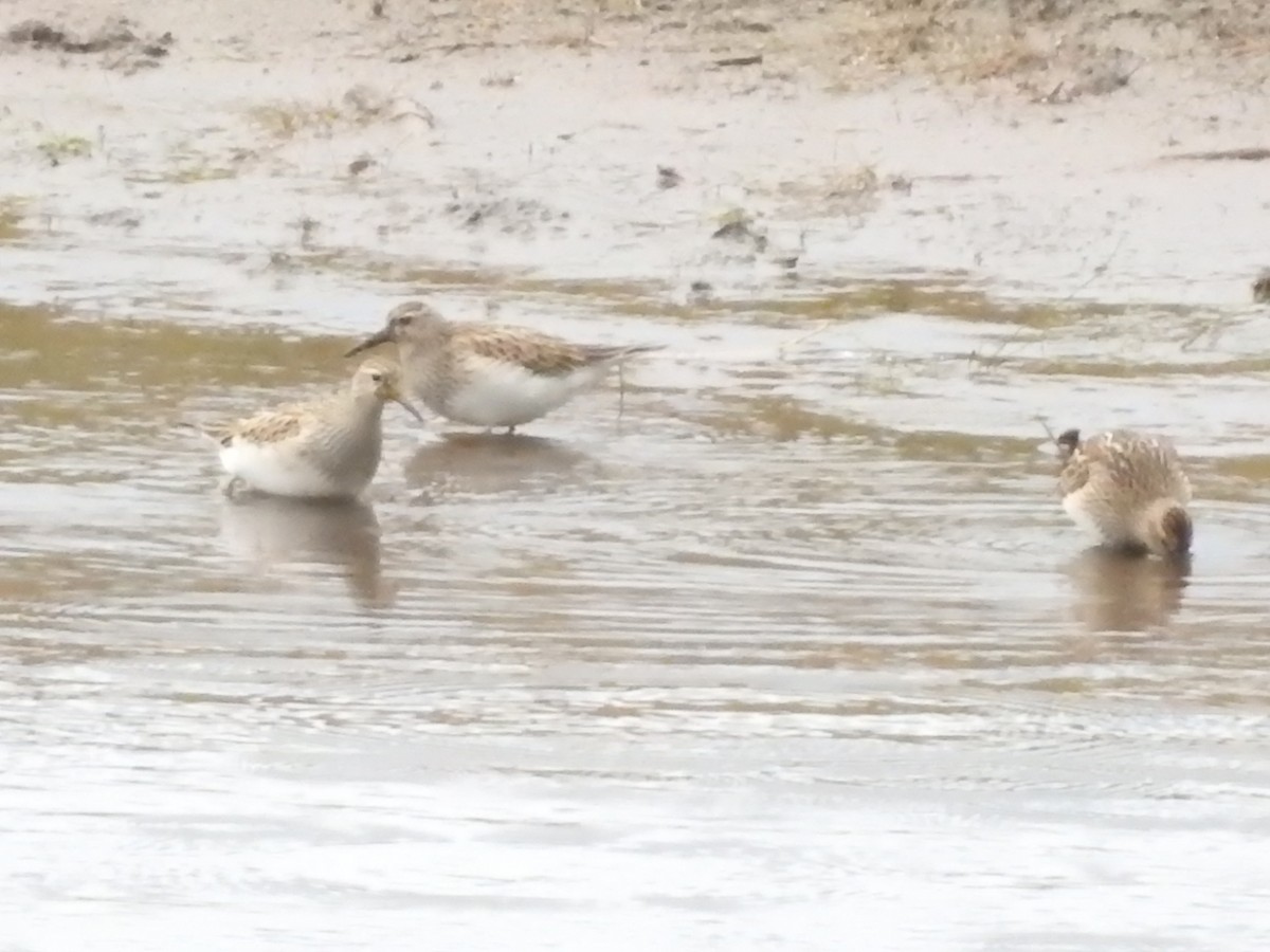 Pectoral Sandpiper - ML610298576