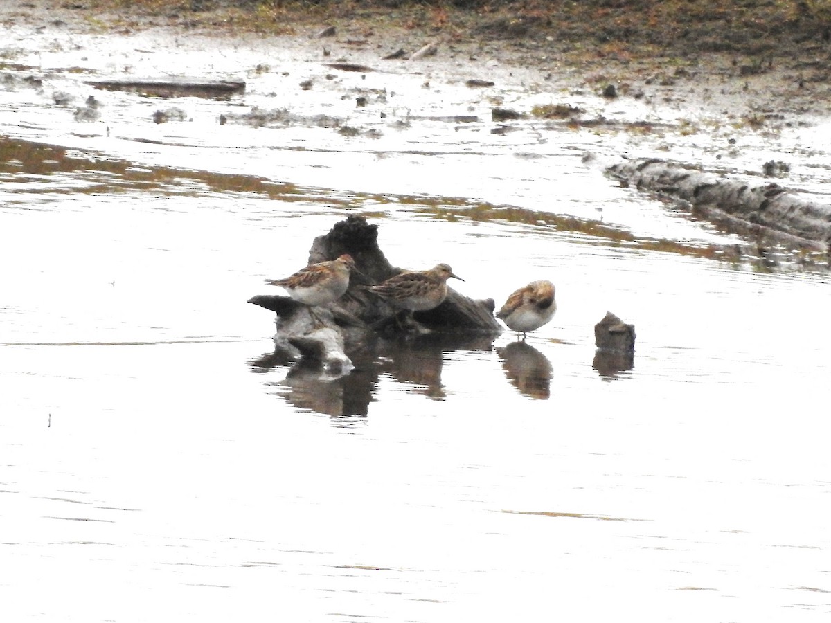 Pectoral Sandpiper - Darlene Cancelliere