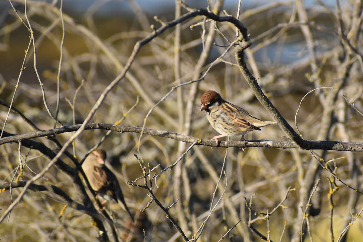 Spanish Sparrow - ML610298598