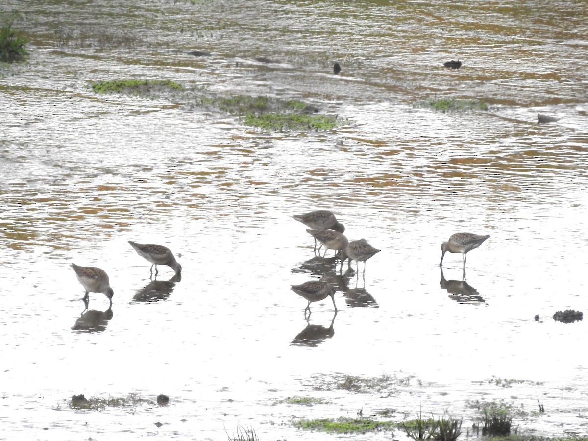 Long-billed Dowitcher - ML610298600