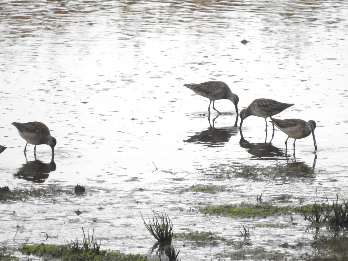 Long-billed Dowitcher - ML610298601