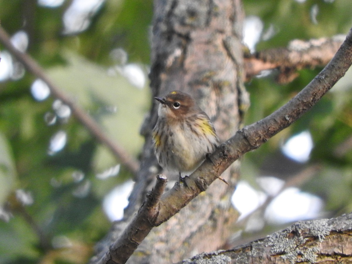 lesňáček žlutoskvrnný (ssp. coronata) - ML610298607