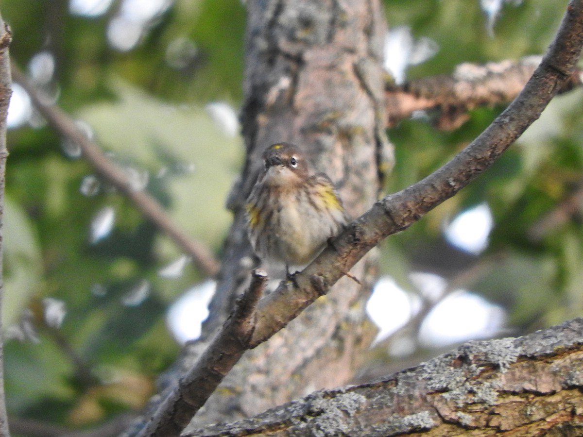 lesňáček žlutoskvrnný (ssp. coronata) - ML610298608