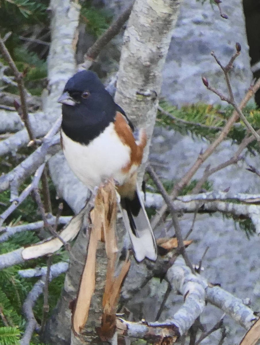 Eastern Towhee - ML610298610