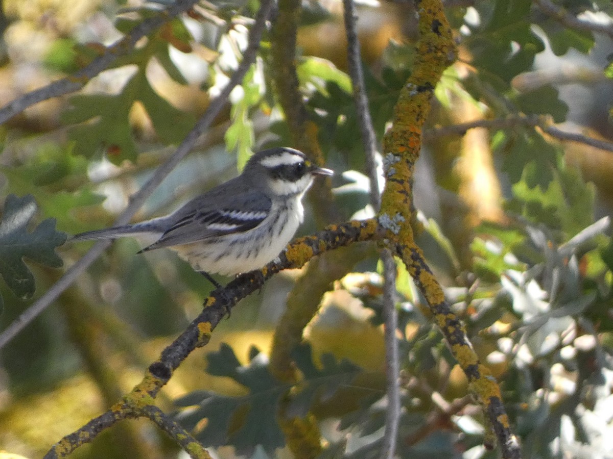 Black-throated Gray Warbler - Garry Hayes