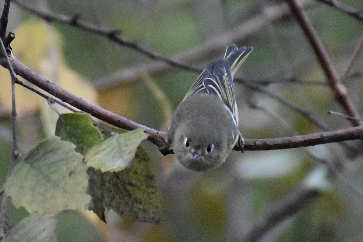 Roitelet à couronne rubis - ML610298795