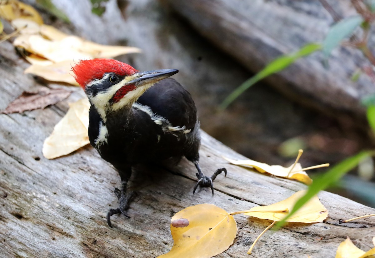 Pileated Woodpecker - ML610298813