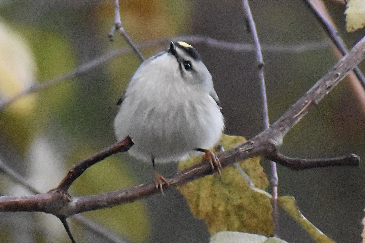 Golden-crowned Kinglet - ML610298819