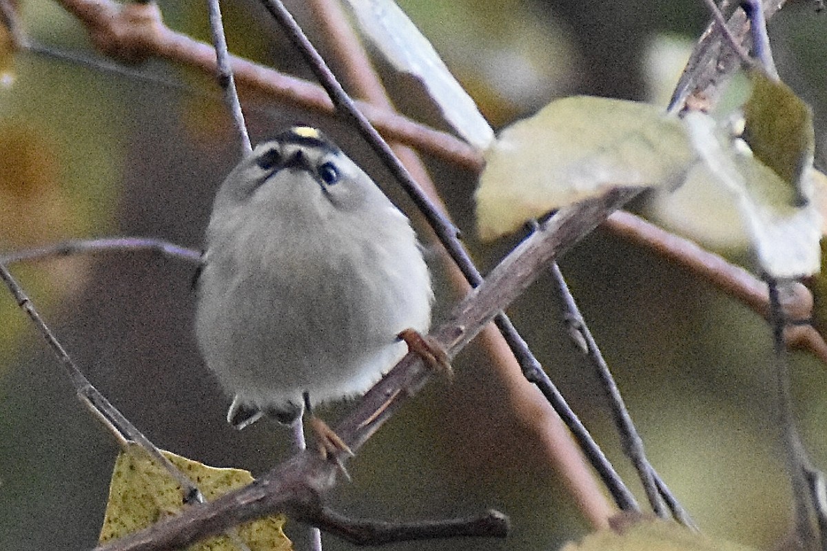 Golden-crowned Kinglet - ML610298820