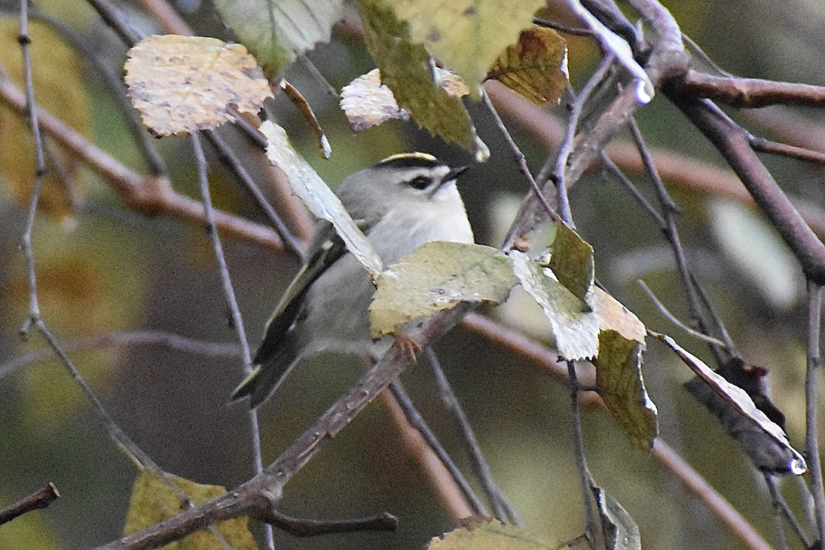 Golden-crowned Kinglet - ML610298822